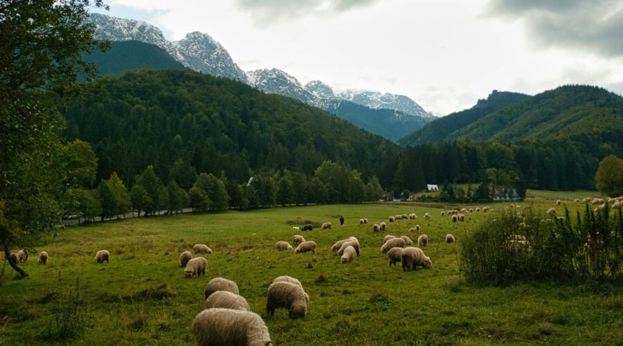 Zakopane: A Deep Dive into Its History and Rich Traditions